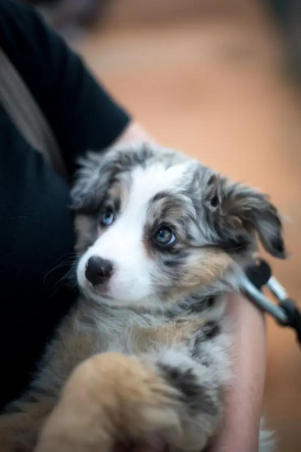 Veterinary care at Discovery Animal Hospital